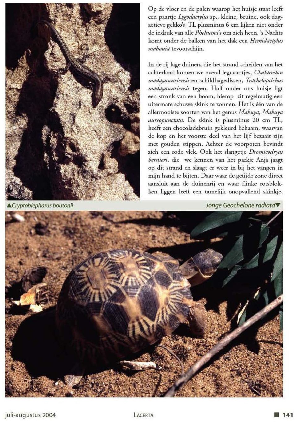 's Nachts komt onder de balken van het dak een Hemidactylus mabouia tevoorschijn. In de rij lage duinen, die het strand scheiden van het achterland komen we overalleguaantjes, Cha!