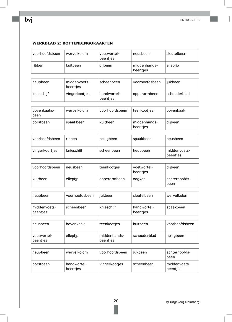 spaakbeen neusbeen vingerkoortjes knieschijf scheenbeen heupbeen middenvoetsbeentjes voorhoofdsbeen neusbeen teenkootjes voetwortelbeentjes dijbeen kuitbeen ellepijp opperarmbeen oogkas