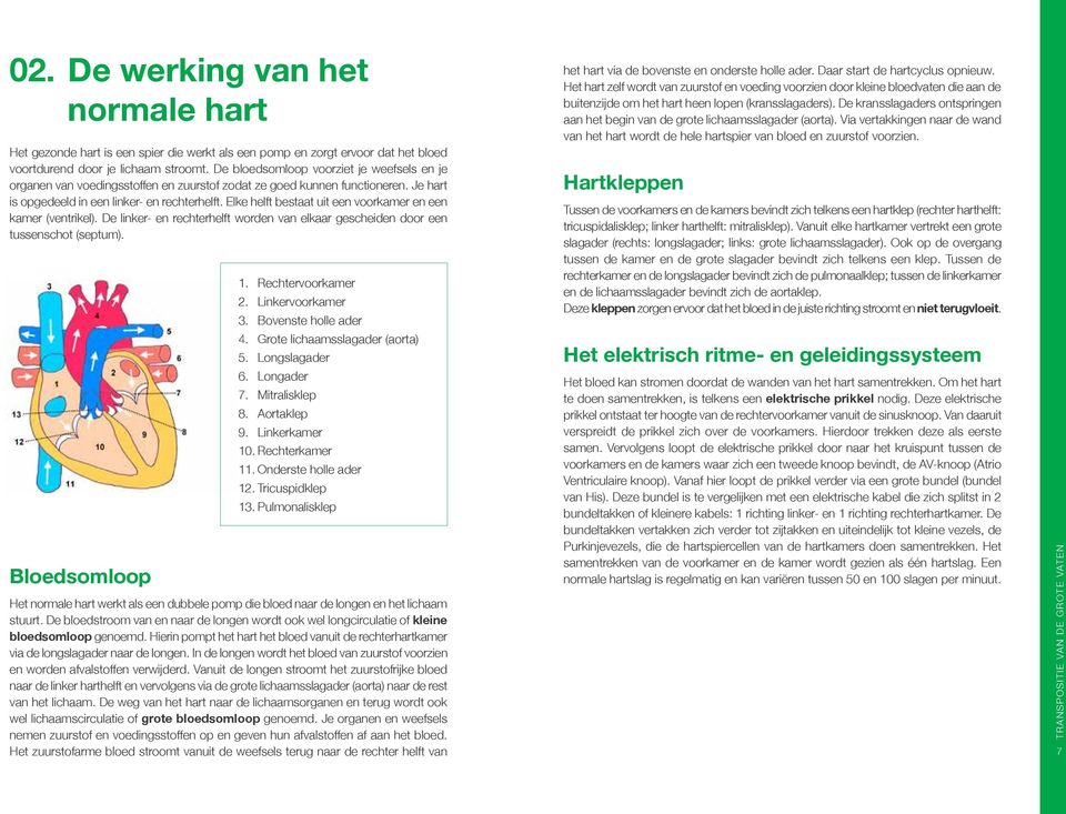 Elke helft bestaat uit een voorkamer en een kamer (ventrikel). De linker- en rechterhelft worden van elkaar gescheiden door een tussenschot (septum). Bloedsomloop 1. Rechtervoorkamer 2.