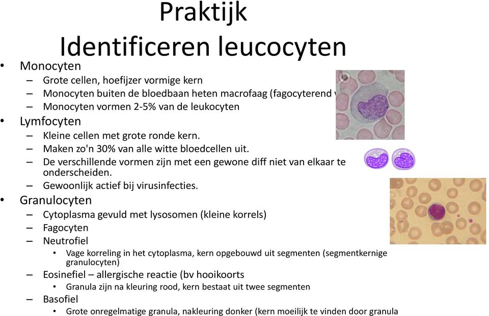 De verschillende vormen zijn met een gewone diff niet van elkaar te onderscheiden. Gewoonlijk actief bij virusinfecties.