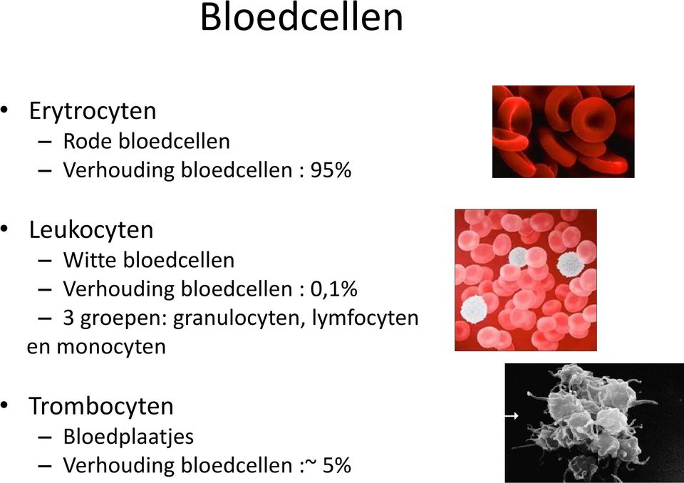 bloedcellen : 0,1% 3 groepen: granulocyten, lymfocyten en