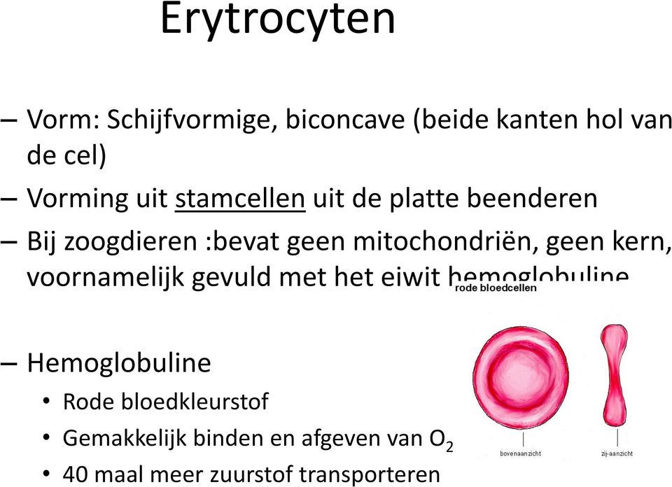 geen kern, voornamelijk gevuld met het eiwit hemoglobuline Hemoglobuline Rode