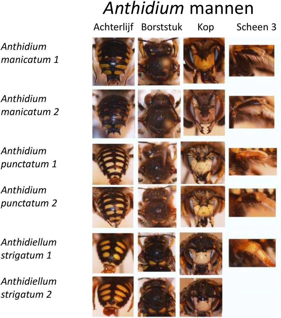 manicatum 2 Anthidium punctatum 1 Anthidium