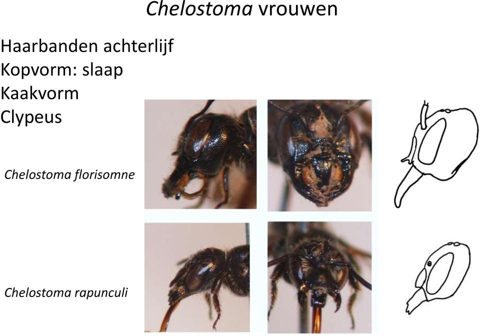 Clypeus Chelostoma vrouwen
