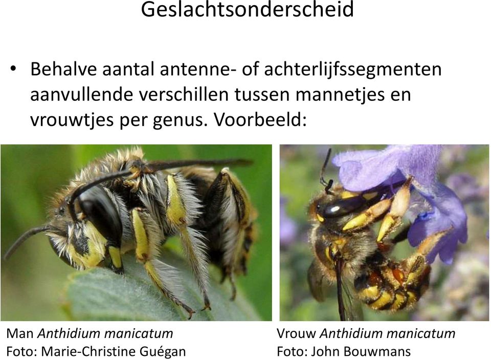 mannetjes en vrouwtjes per genus.