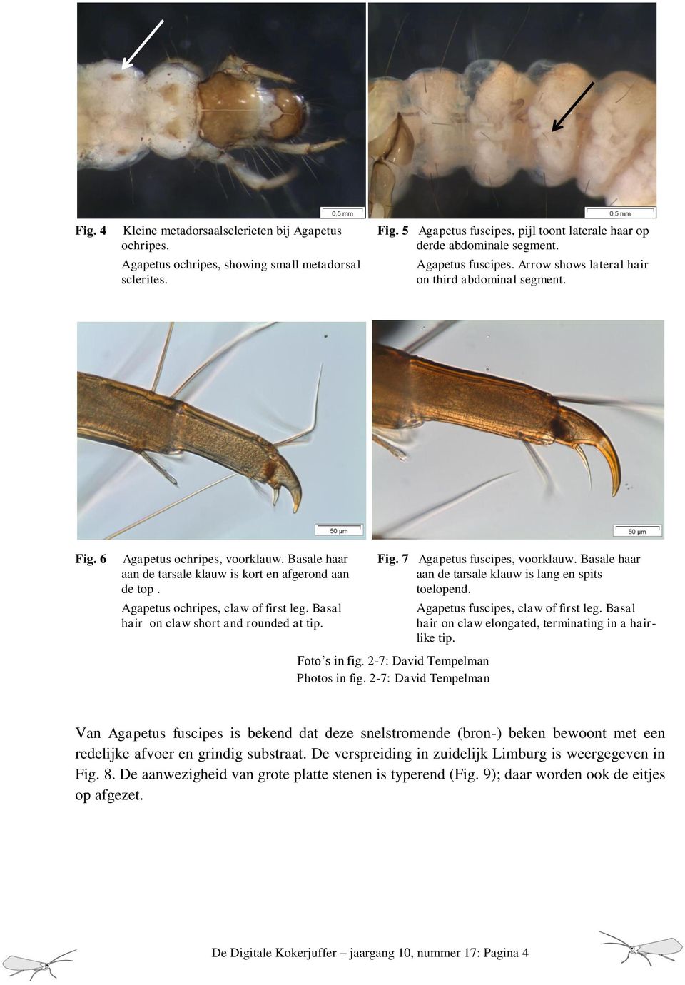 Agapetus ochripes, claw of first leg. Basal hair on claw short and rounded at tip. Fig. 7 Agapetus fuscipes, voorklauw. Basale haar aan de tarsale klauw is lang en spits toelopend.