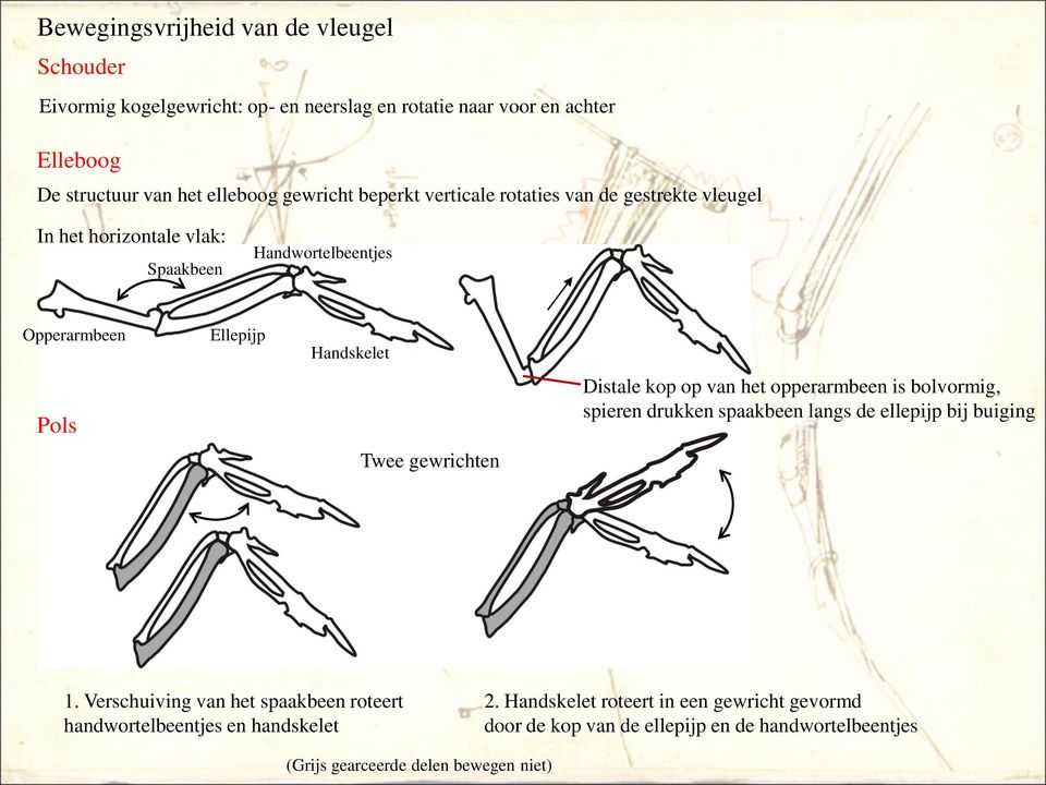 gewrichten Distale kop op van het opperarmbeen is bolvormig, spieren drukken spaakbeen langs de ellepijp bij buiging 1.