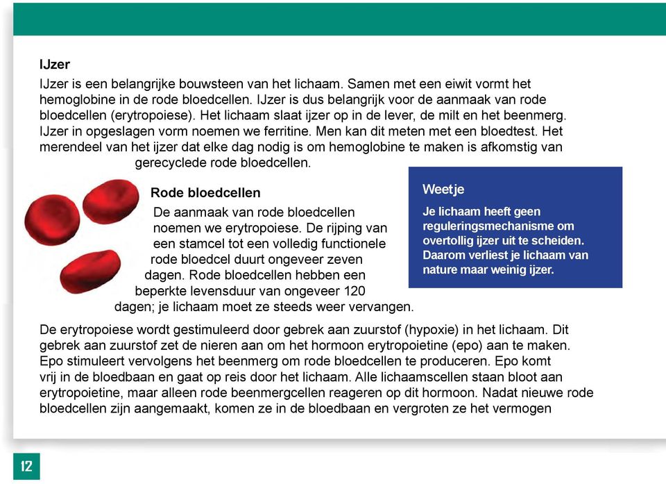 Het merendeel van het ijzer dat elke dag nodig is om hemoglobine te maken is afkomstig van gerecyclede rode bloedcellen.