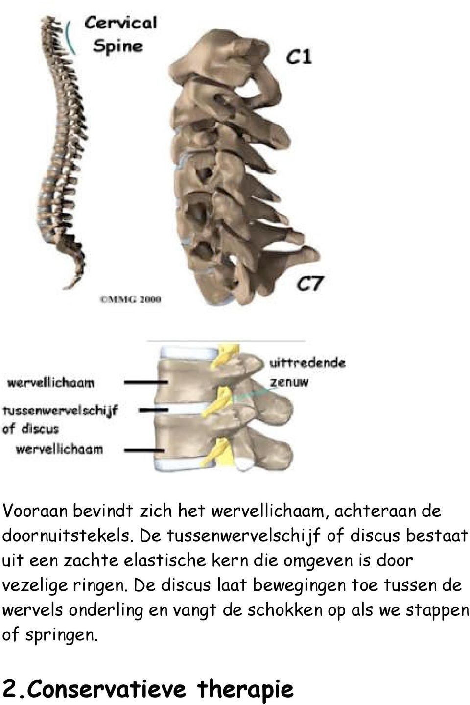 omgeven is door vezelige ringen.