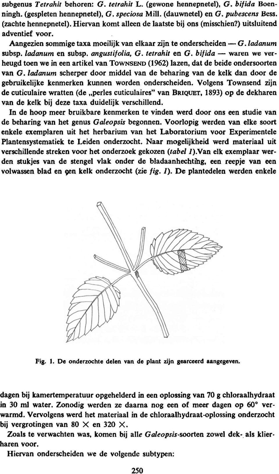 tetrahit en G. bifida we verheugd toen we in een artikel van TOWNSEND (962) lazen, dat debeide ondersoorten van G.