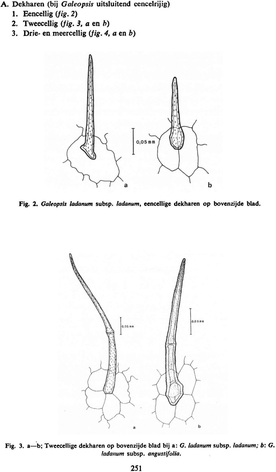 Galeopsis ladanum subsp. ladanum, eencellige dekharen op bovenzijde blad. Fig. 3.