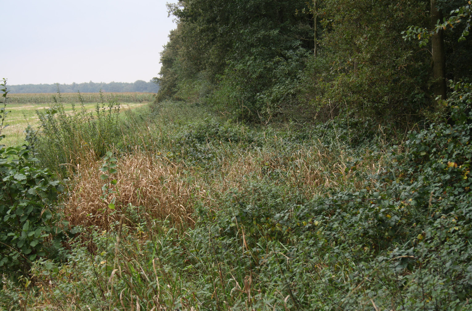 Onderzoek grote bosmuis in Drenthe/Groningen in 2013 (vervolg) Foto: Grote bosmuis, Loosterveen 2013 / D.L. Bekker Figuur 1: Grote bosmuislocaties in 2009-2012 (groen).