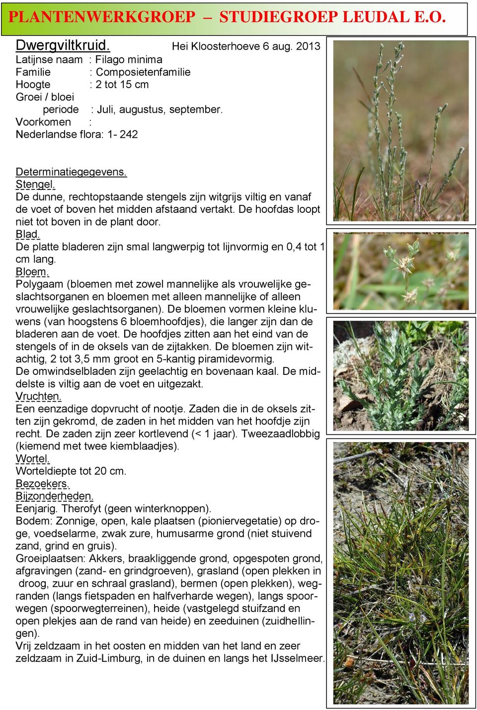 Voorkomen : Nederlandse flora: 1-242 De dunne, rechtopstaande stengels zijn witgrijs viltig en vanaf de voet of boven het midden afstaand vertakt. De hoofdas loopt niet tot boven in de plant door.