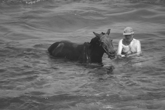 Wedstrijd: Wat is de leukste VEM-foto van 2008? We horen op de manege en lezen in de Chambrière allemaal leuke verhalen over vakanties & evenementen die iets met paarden te maken hebben.