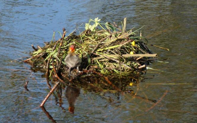 NIEUWSBRIEF In Mei leggen alle vogels een ei Zwaagdijk, Mei 2016 Een paar weken geleden zijn er weer zwaluwen gesignaleerd in de paardenstal.