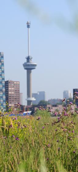 Inzet Tijdelijke Natuur Concrete biodiversiteit Meetbaar, zichtbaar, haalbaar Lokale