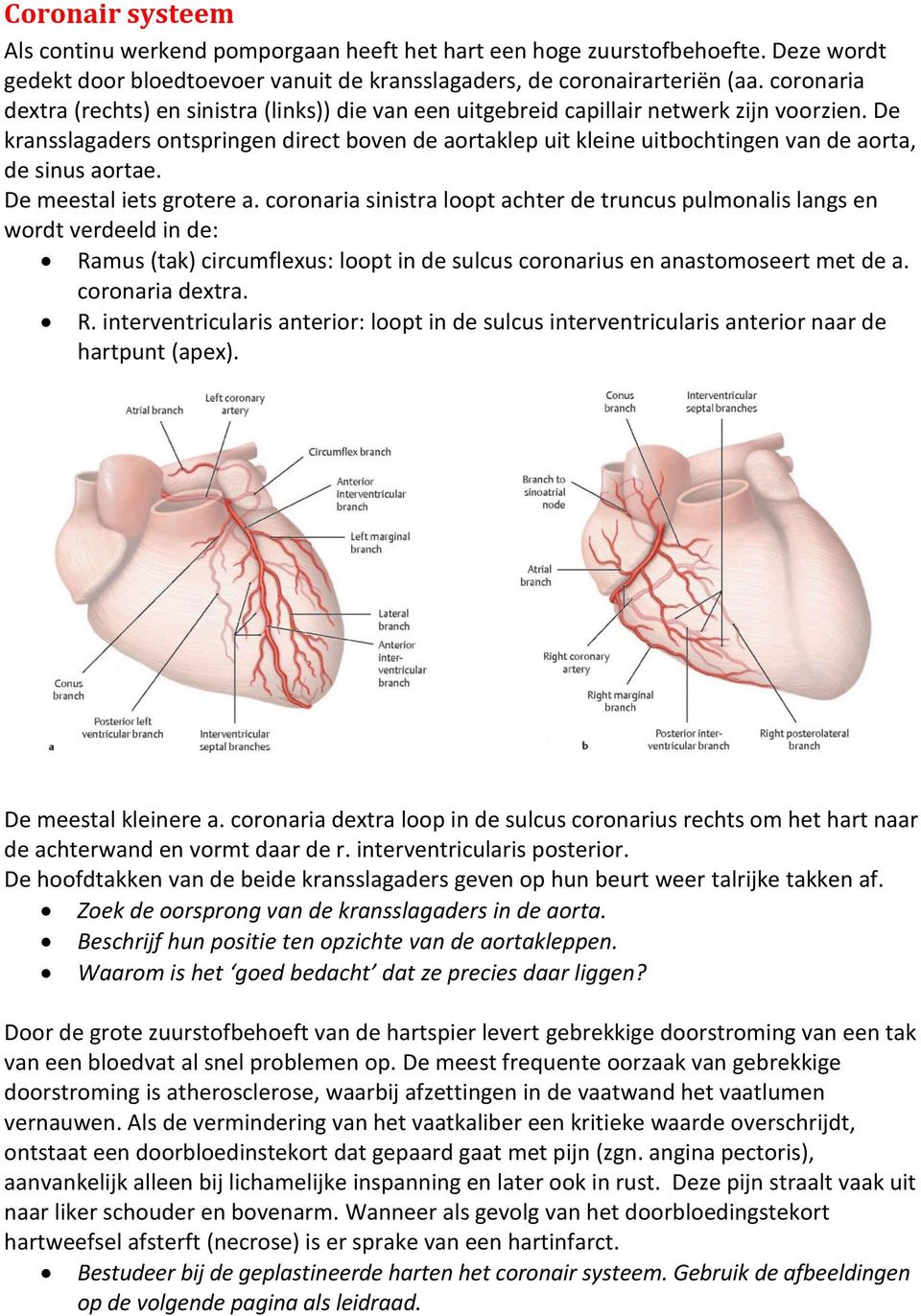 De kransslagaders ontspringen direct boven de aortaklep uit kleine uitbochtingen van de aorta, de sinus aortae. De meestal iets grotere a.