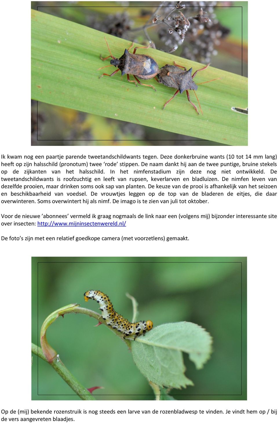 De tweetandschildwants is roofzuchtig en leeft van rupsen, keverlarven en bladluizen. De nimfen leven van dezelfde prooien, maar drinken soms ook sap van planten.