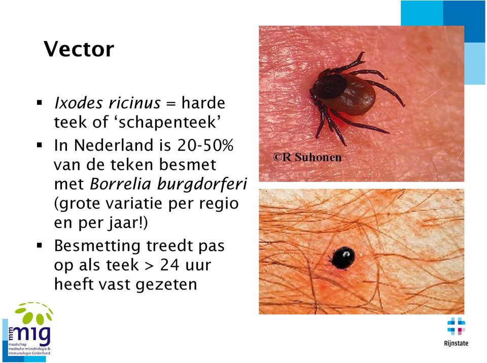 burgdorferi (grote variatie per regio en per jaar!