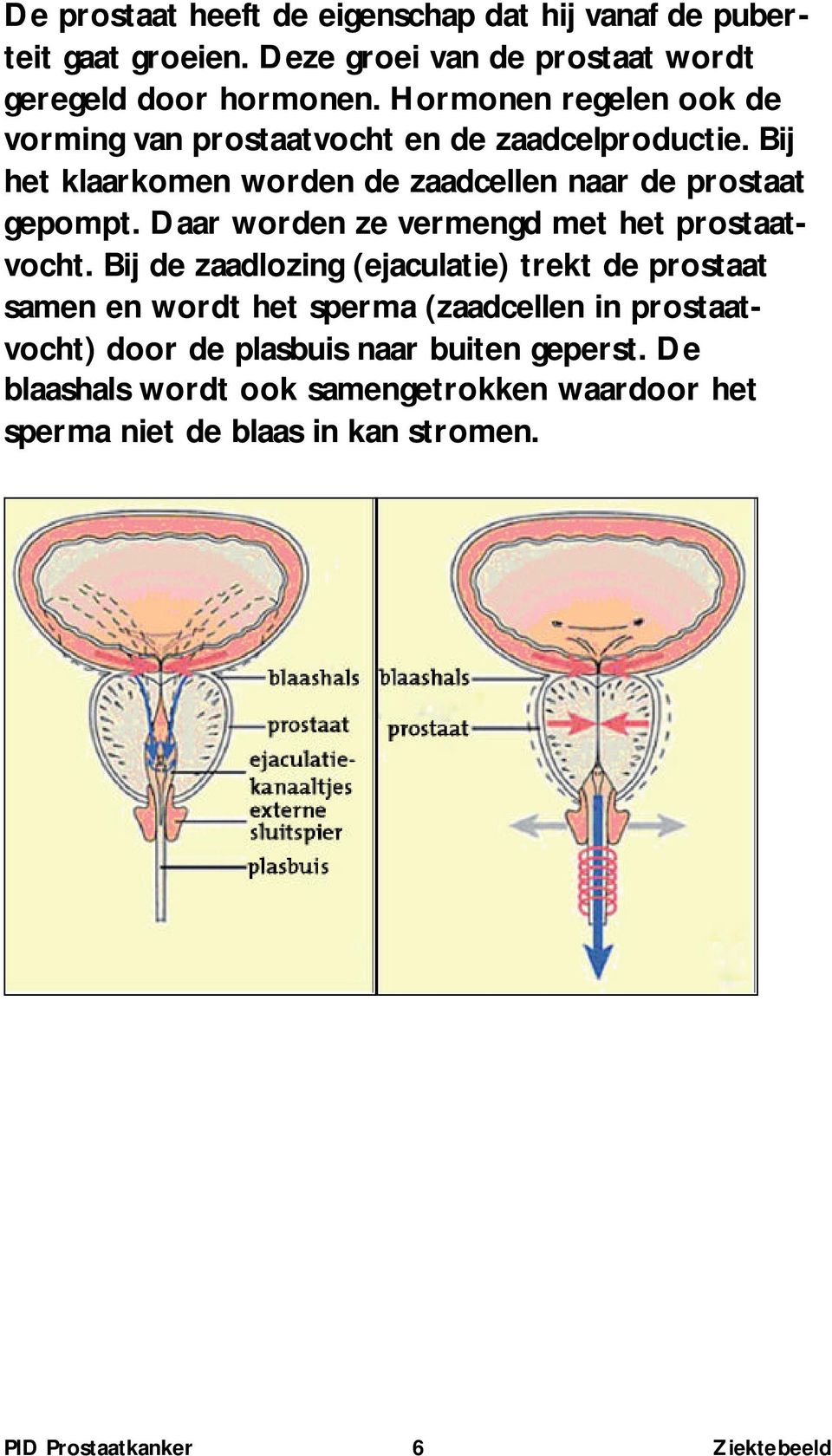 Bij het klaarkomen worden de zaadcellen naar de prostaat gepompt. Daar worden ze vermengd met het prostaatvocht.