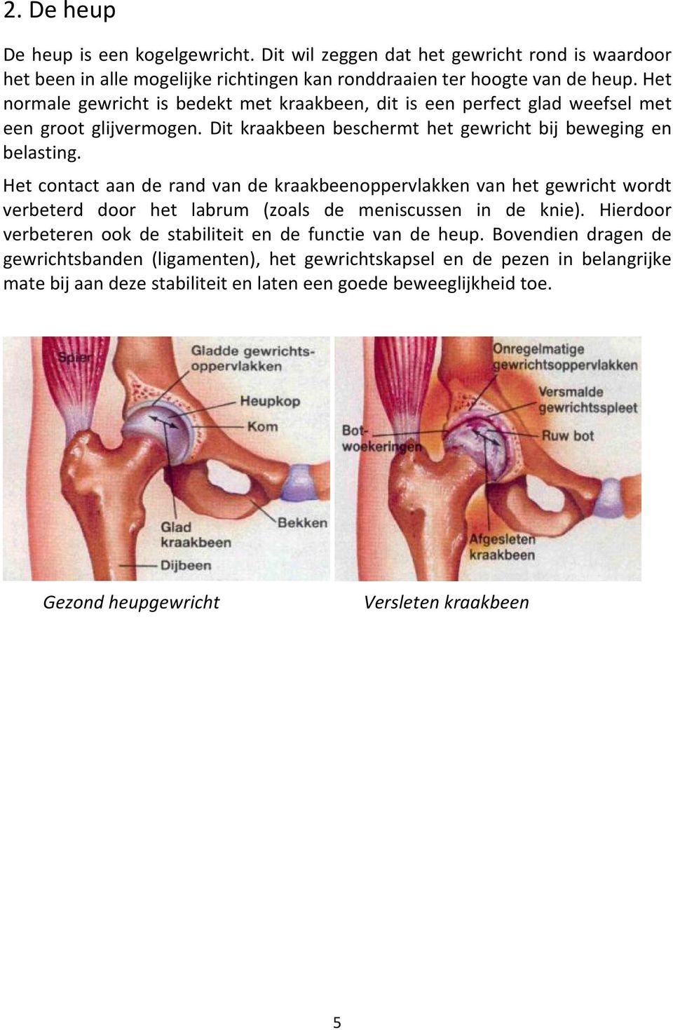 Het contact aan de rand van de kraakbeenoppervlakken van het gewricht wordt verbeterd door het labrum (zoals de meniscussen in de knie).