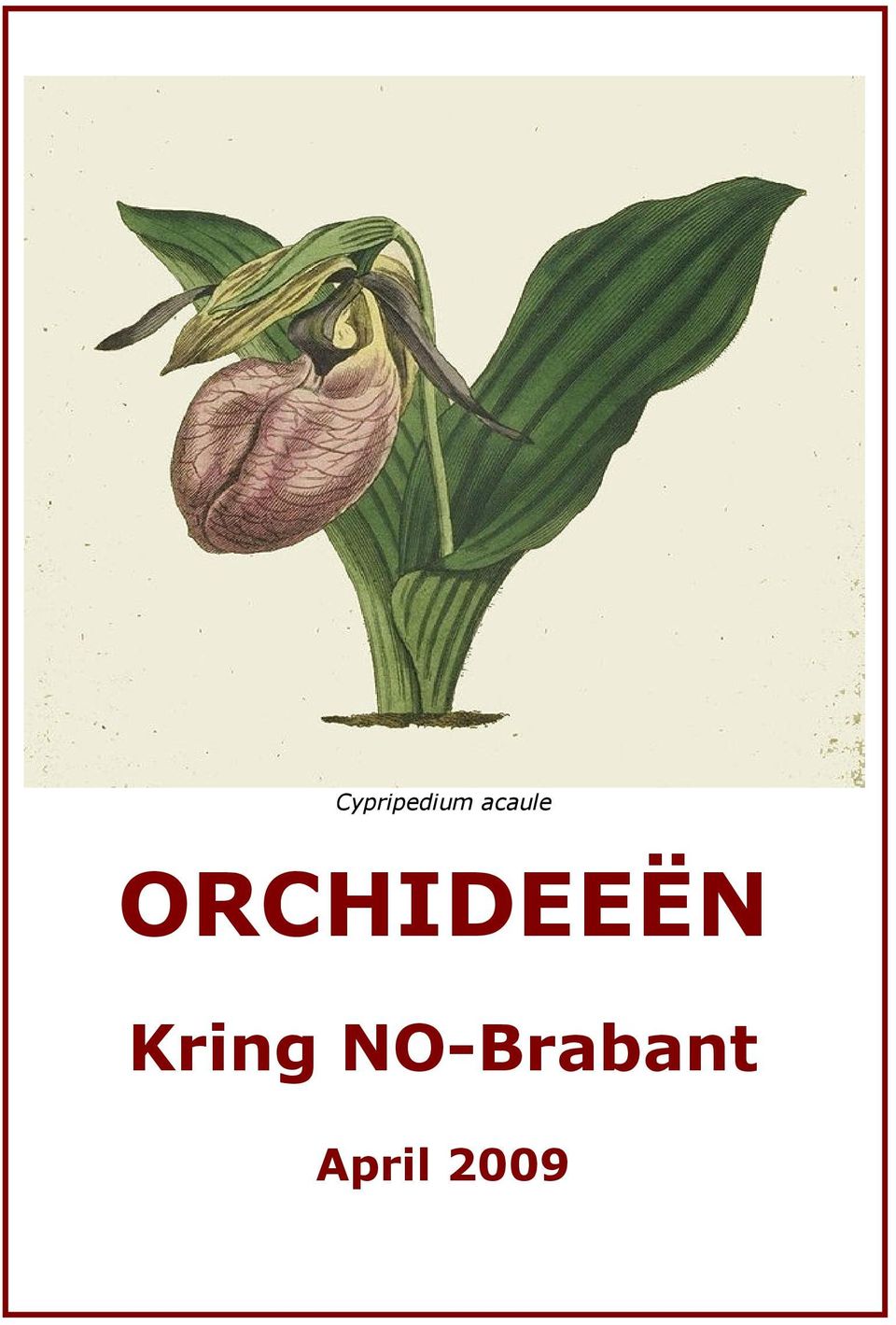 ORCHIDEEËN