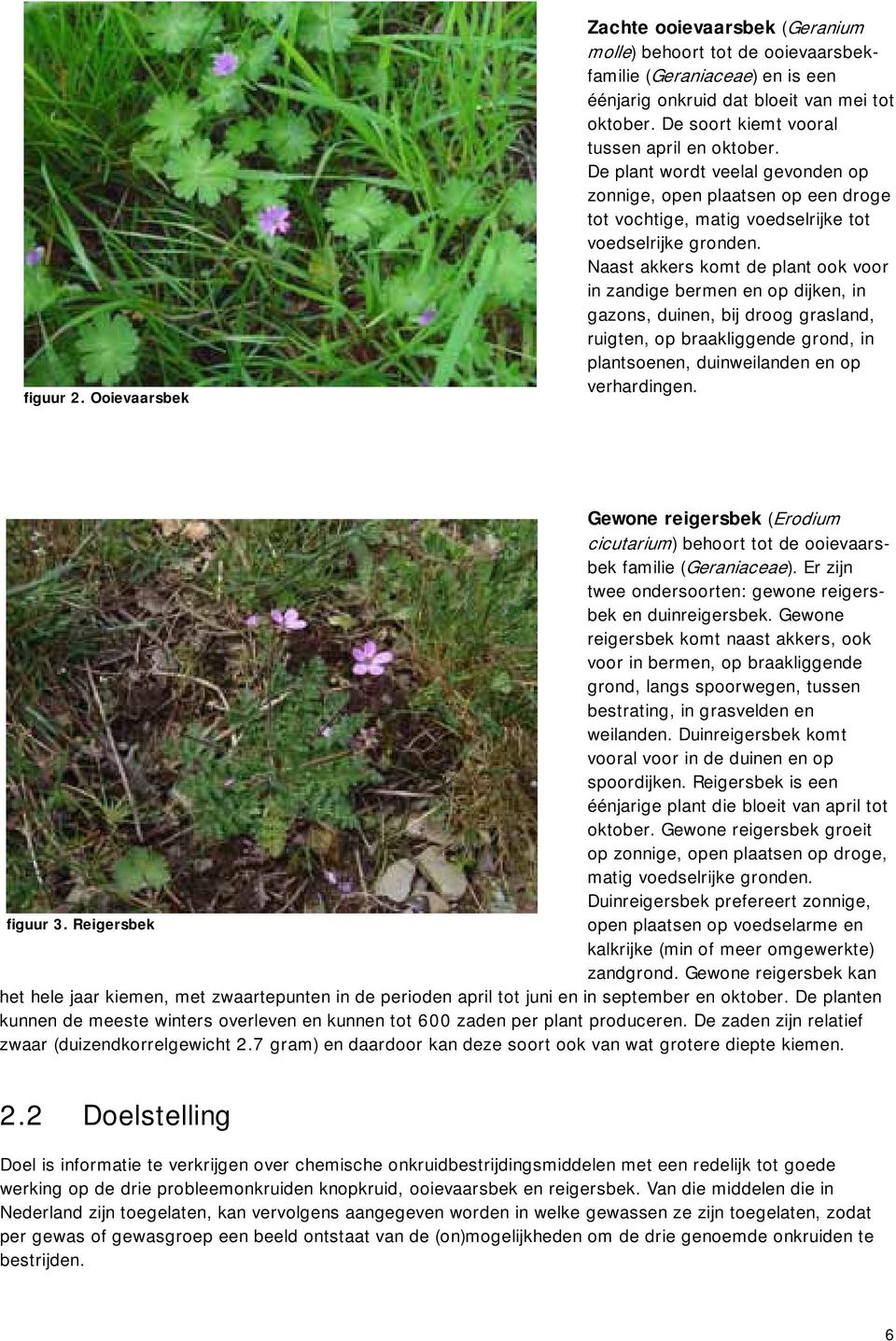 Naast akkers komt de plant ook voor in zandige bermen en op dijken, in gazons, duinen, bij droog grasland, ruigten, op braakliggende grond, in plantsoenen, duinweilanden en op verhardingen.