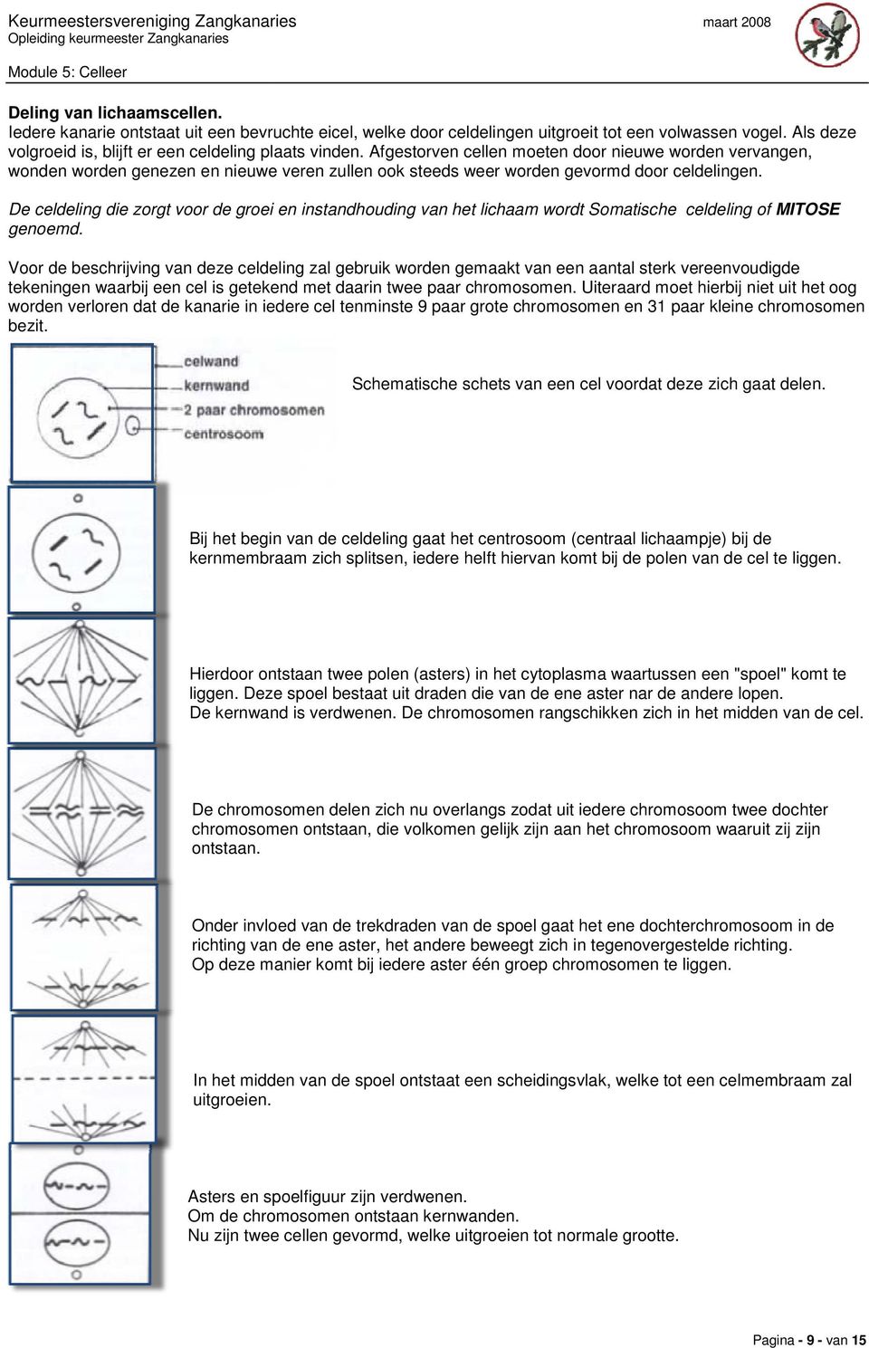 en instandhouding van het lichaam wordt Somatische celdeling of MITOSE Voor de beschrijving van deze celdeling zal gebruik worden gemaakt van een aantal sterk vereenvoudigde tekeningen waarbij een