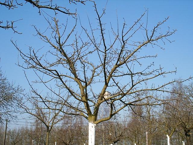 scheuten. Helemaal niet snoeien geeft hetzelfde effect. Veel knoppen moeten het doen met weinig voeding. De ontwikkeling van scheuten is miniem en ze blijven klein in lengte.