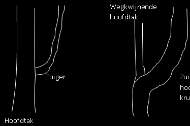 Er moeten zich nieuwe scheuten ontwikkelen en de opbrengst moet gemiddeld goed zijn. Aan een goede fruitboom of struik zijn dus zowel oude als nieuwe scheuten te vinden!