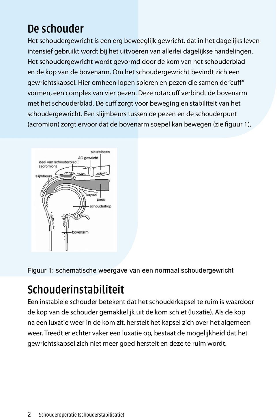 Hier omheen lopen spieren en pezen die samen de cuff vormen, een complex van vier pezen. Deze rotarcuff verbindt de bovenarm met het schouderblad.