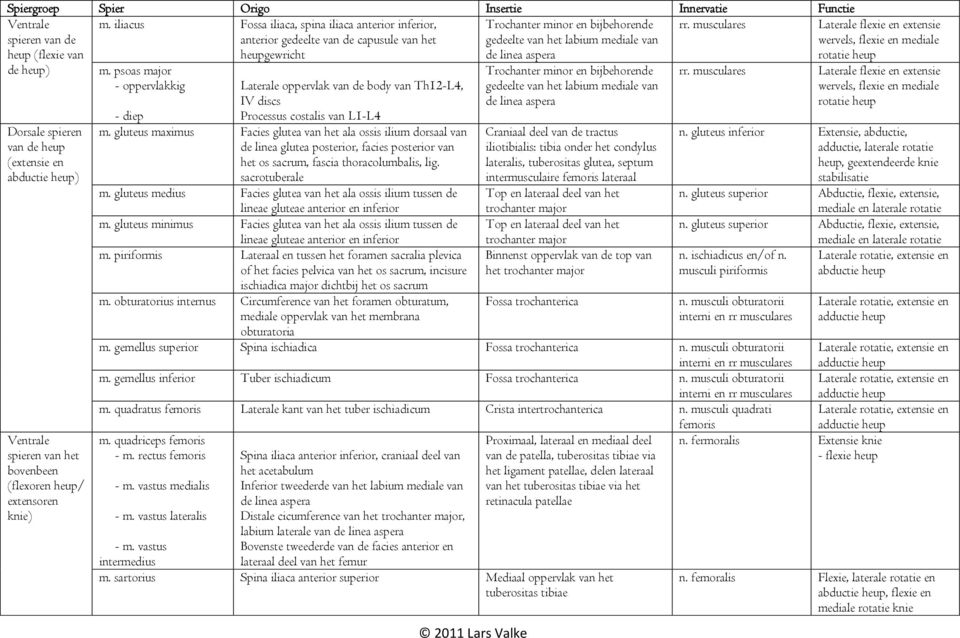 musculares heup (extensie en abductie heup) heup/ knie) m. psoas major - oppervlakkig Laterale oppervlak body van Th12-L4, IV discs Processus costalis van L1-L4 - diep m.