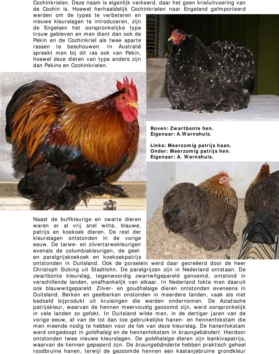 dient dan ook de Pekin en de Cochinkriel als twee aparte rassen te beschouwen. In Australië spreekt men bij dit ras ook van Pekin, hoewel deze dieren van type anders zijn dan Pekins en Cochinkrielen.