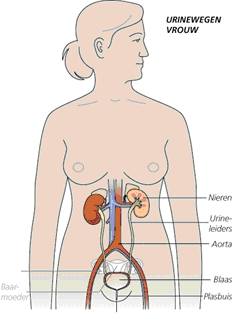 Op de volgende afbeelding (figuur 1) ziet u de urinewegen van de man en de vrouw. Figuur 1.