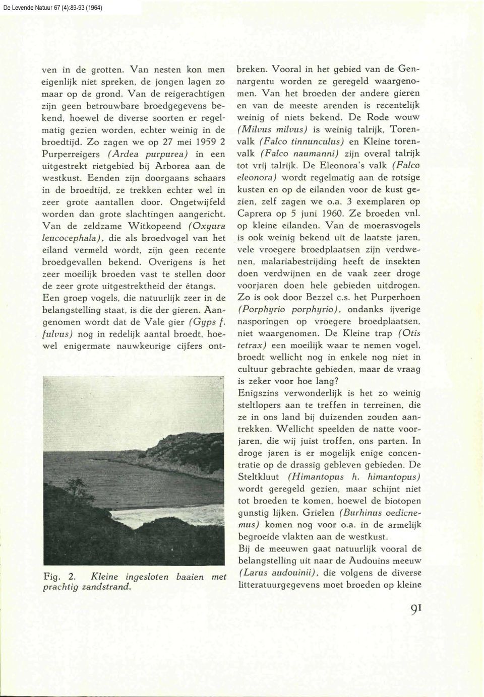Zo zagen we op 27 mei 1959 2 Purperreigers (Ardea purpurea) in een uitgestrekt rietgebied bij Arborea aan de westkust.