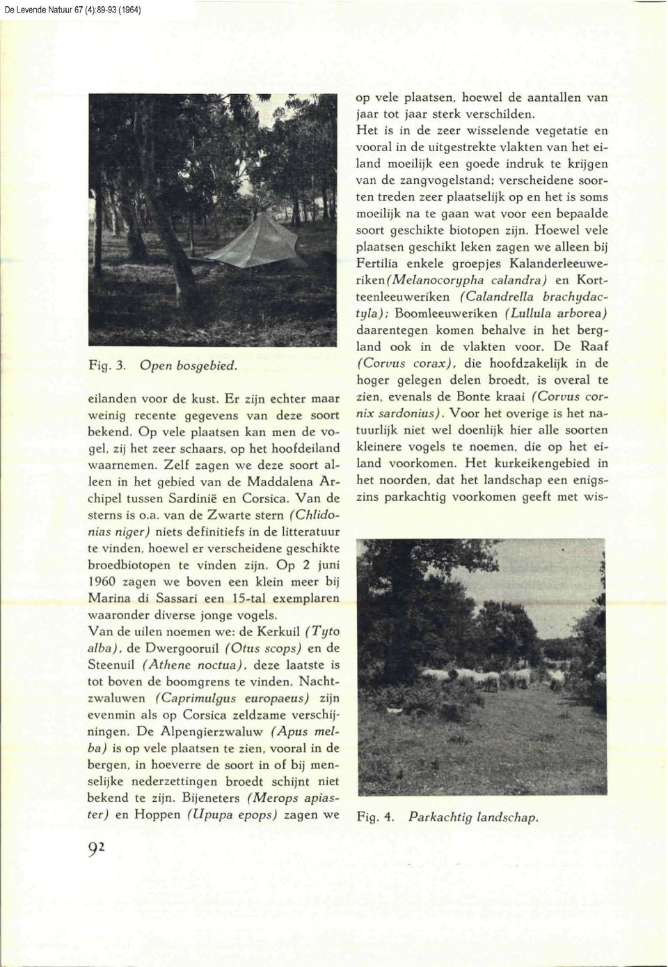 Op 2 juni 1960 zagen we boven een klein meer bij Marina di Sassari een 15-tal exemplaren waaronder diverse jonge vogels.