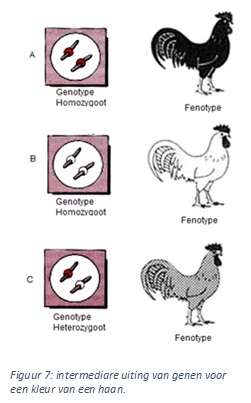 Genenparen Genenparen(1).pptx kn.nu/ww.a77efd6 (pptx, maken.wikiwijs.nl) In al jou lichaamscellen zit al jou DNA waarop jou genen liggen. Deze genen komen altijd voor in paren.