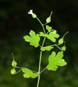 Glanzige ooievaarsbek (Geranium lucidum) Plant eenjarig, met penwortel. Kroonbladen 8-10 mm lang, roze, de plaat van de kroonbladen veel korter dan de nagel.