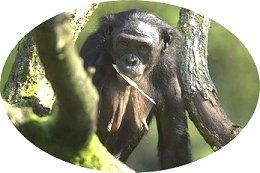 WAAR? Gescheiden door de rivier Bonobo's leven uitsluitend in de Democratische Republiek Congo. Dit is een groot land in Centraal-Afrika.