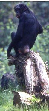 Vrouwen aan de top In de bonobomaatschappij hebben vrouwen de sterkste relaties met elkaar. Om hun onderlinge relatie te bevestigen besteden ze veel aandacht aan elkaar.