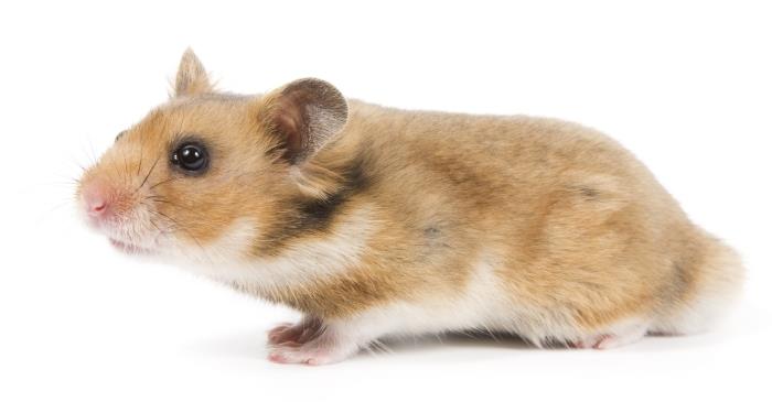 6. VRAGEN AAN DE KLAS Hoe oud wordt een hamster? Waarom moet een hamster altijd knagen? Hoeveel weegt een pasgeboren hamster? Syrische hamster Meer weten over de hamster?