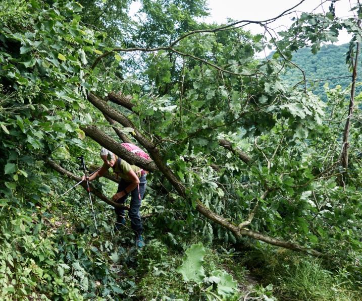 Op een wandelroute worden heel vaak de omgevallen bomen niet verwijderd en dat is op dit