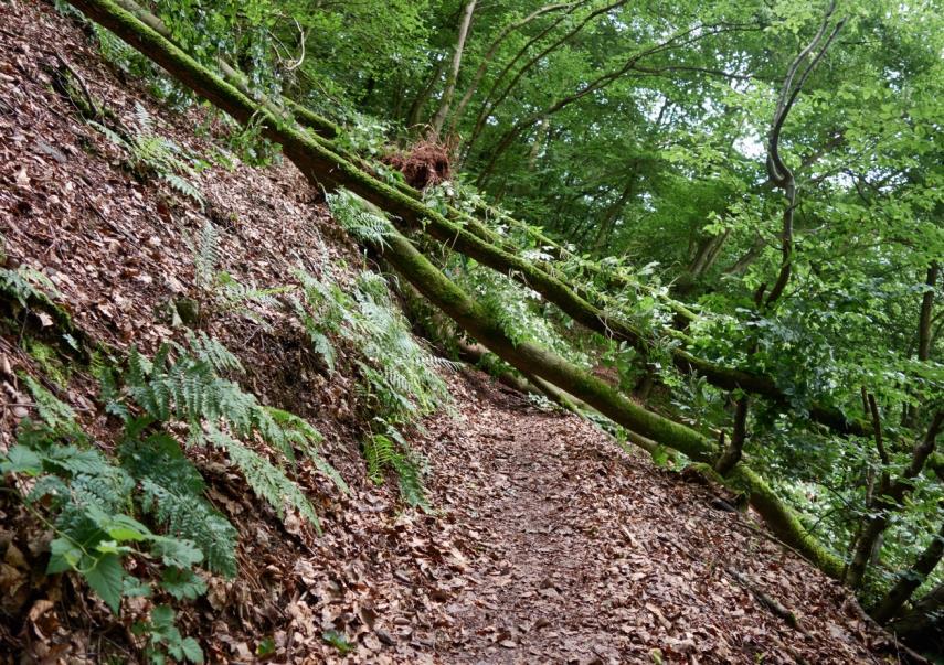 De bomen die ons pad belemmeren zijn zo te zien enkele dagen geleden pas omgewaaid.