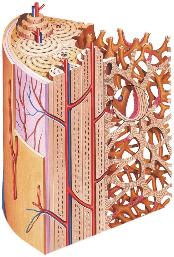 Anatomie van het botweefsel Osteon