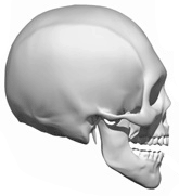 2. Geslachtsbepaling Het geslacht van een skelet kan je bepalen aan de hand van diverse beenderen. De belangrijkste zijn de schedel en het bekken.