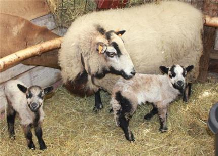 Kleurvererving bij schapen Kleurpatroon-gen (A-locus) 12 mogelijkheden A wh A b