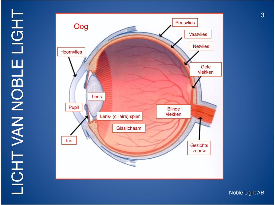 Lens Pupil Lens- (ciliaire) spier Blinde