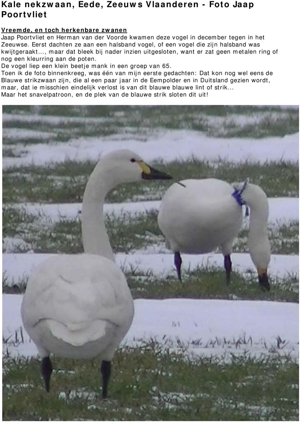 .., maar dat bleek bij nader inzien uitgesloten, want er zat geen metalen ring of nog een kleurring aan de poten. De vogel liep een klein beetje mank in een groep van 65.