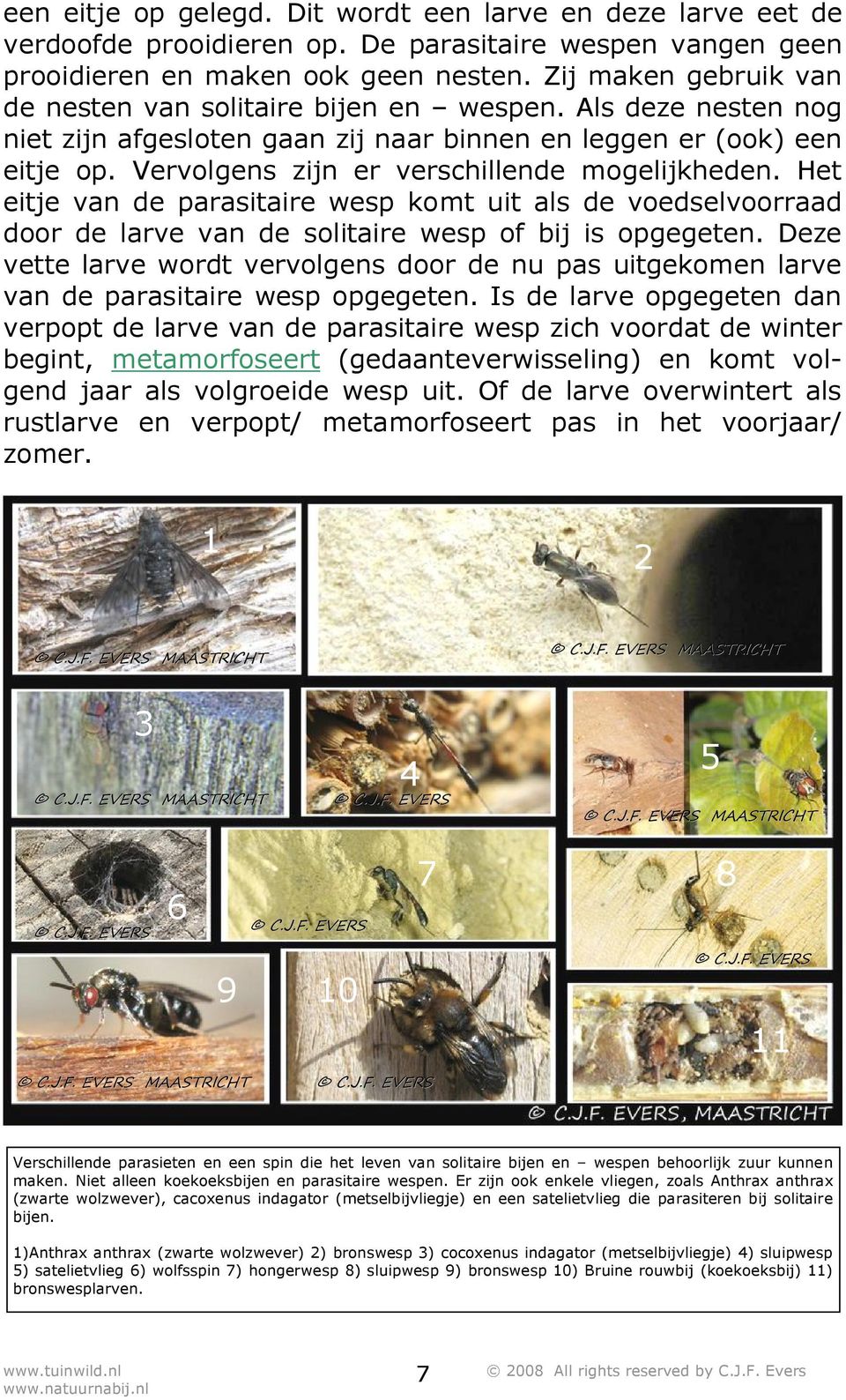 Vervolgens zijn er verschillende mogelijkheden. Het eitje van de parasitaire wesp komt uit als de voedselvoorraad door de larve van de solitaire wesp of bij is opgegeten.