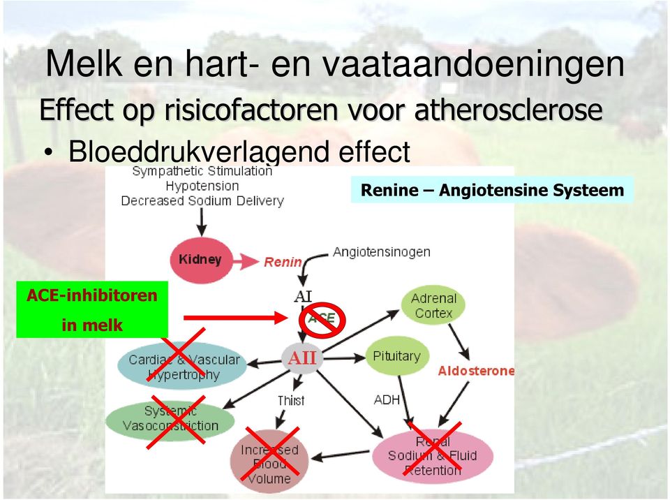 atherosclerose Bloeddrukverlagend